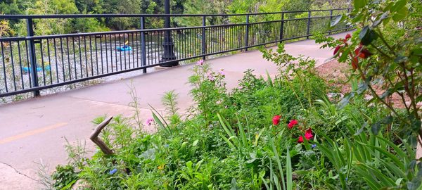 White Rabbit Books & Curiosities by null