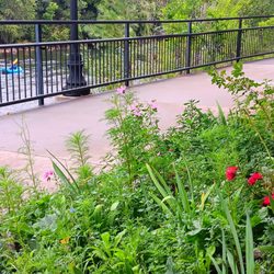 White Rabbit Books & Curiosities - A steady stream of boaters float by the store on the Animas.