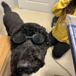 Sycamore Veterinary Services - Rosey in her sunglasses for laser.