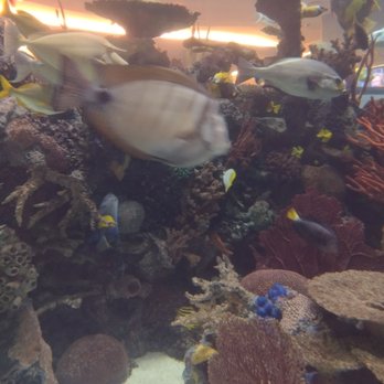 Chart House - Seafood Near Me - Las Vegas, Nevada
