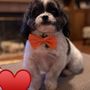 Photo of Yukiko's Dog Grooming