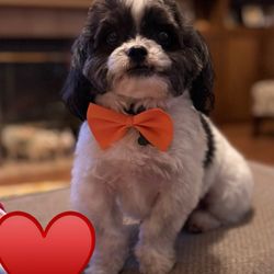 Yukiko's Dog Grooming