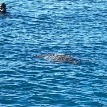 Hawaii Ocean Charters - Whale Watching Tours Near Me - Honolulu, Hawaii Hawaii Ocean Charters - Whale Watching Tours Near Me - Honolulu, Hawaii