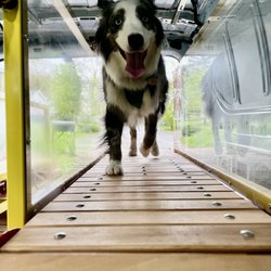 Wigglebutt Wagon - Isley on her first run!