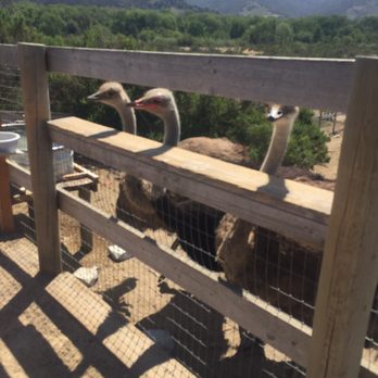 Ostrichland USA - Attraction Farms Near Me - Solvang, California