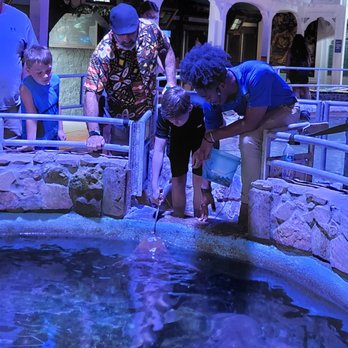 Key West Aquarium - Feeding the sharks - Aquariums Near Me - Key West, Florida Key West Aquarium - Feeding the sharks - Aquariums Near Me - Key West, Florida