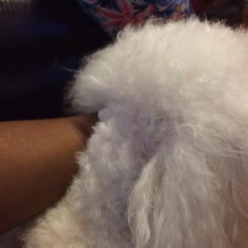 Andrea's Grooming Service - Uneven cut transition from head to neck. - Pet Groomers Near Me - San Antonio, Texas Andrea's Grooming Service - Uneven cut transition from head to neck. - Pet Groomers Near Me - San Antonio, Texas