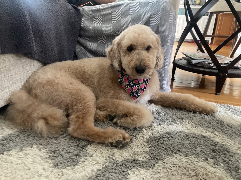 SPLASH AND DASH 13401 Shelbyville Rd, Louisville, Kentucky Pet