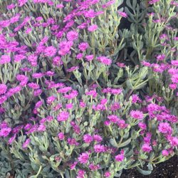 Green's Nursery - Hearty, resilient succulents!