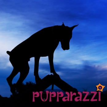 Pupparazzi - Pet Photography Near Me - Las Vegas, Nevada Pupparazzi - Pet Photography Near Me - Las Vegas, Nevada