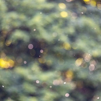Wildwood Park - The white orbs are giant pieces of pollen floating thru the air 0_o - Parks Near Me - Harrisburg, Pennsylvania Wildwood Park - The white orbs are giant pieces of pollen floating thru the air 0_o - Parks Near Me - Harrisburg, Pennsylvania