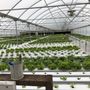 Red Acres Hydroponics