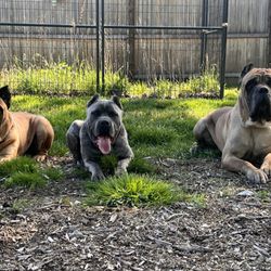 Lux K9 Training  - The crew in training!