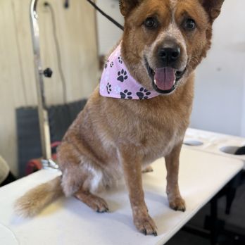 Happy Hounds Dog Grooming - Pet Groomers Near Me - Summerfield, Florida Happy Hounds Dog Grooming - Pet Groomers Near Me - Summerfield, Florida