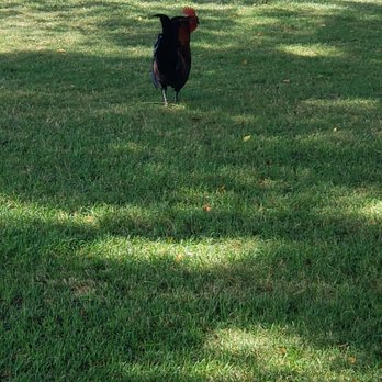 Ka'anapali Golf Courses - Chickens love golf too! - Golf Near Me - Lahaina, Hawaii Ka'anapali Golf Courses - Chickens love golf too! - Golf Near Me - Lahaina, Hawaii