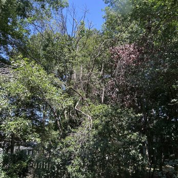 M&H Landscaping & Tree Services - Before - Lawn Services Near Me - Raleigh, North Carolina M&H Landscaping & Tree Services - Before - Lawn Services Near Me - Raleigh, North Carolina