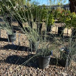 T B & D Nursery & Design - Desert milkweed.