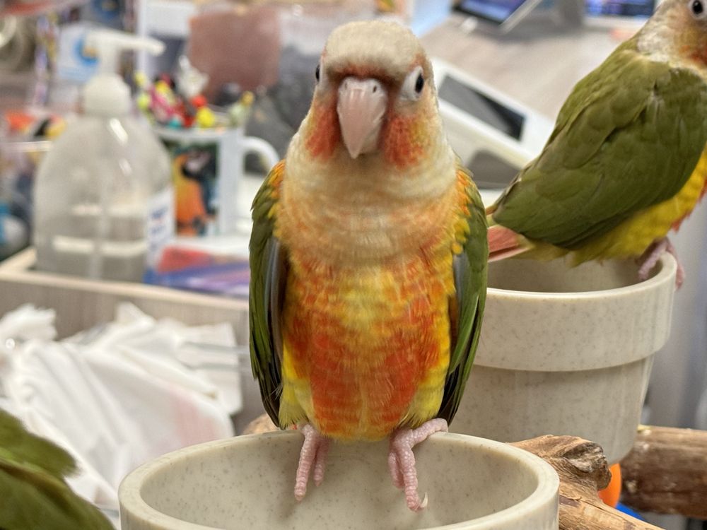 Parrotdise Bird Store & Boarding  Image