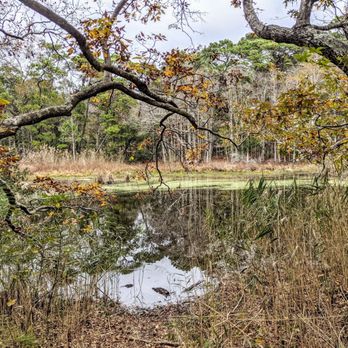 Nags Head Woods Ecological Preserve - Center/Sweetgum Swamp/Blueberry Ridge Trails - Parks Near Me - Kill Devil Hills, North Carolina