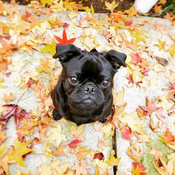Lucia's Pet Care - My pug mochi - Dog Walkers Near Me - San Leandro, California Lucia's Pet Care - My pug mochi - Dog Walkers Near Me - San Leandro, California