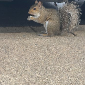 Summit Wildlife Removal - Squirrel removal in Fairfax, Fredericksburg, Centreville, Manassas, Woodbridge and other parts of Northern VA. - Pest Control Near Me - Fredericksburg, Virginia Summit Wildlife Removal - Squirrel removal in Fairfax, Fredericksburg, Centreville, Manassas, Woodbridge and other parts of Northern VA. - Pest Control Near Me - Fredericksburg, Virginia