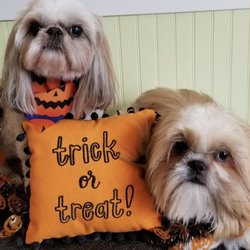 Paws Avenue Dog Grooming Spa