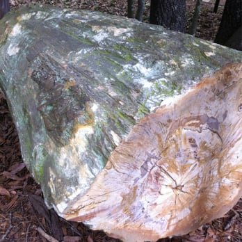 Mississippi Petrified Forest - Museums Near Me - Flora, Mississippi