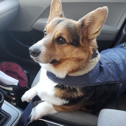 Waiting patiently for his pup-a-chino. I'm giving this place another try. Cant blame a whole place for one employee's bad attitude. Waiting patiently for his pup-a-chino. I'm giving this place another try. Cant blame a whole place for one employee's bad attitude.