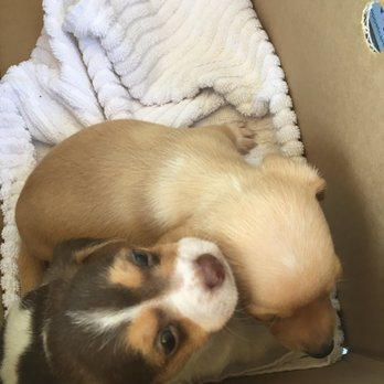 Boulevard Pet Hospital - BeagleRescue puppies transported from Martinez, Ca - Veterinarians Near Me - San Jose, California Boulevard Pet Hospital - BeagleRescue puppies transported from Martinez, Ca - Veterinarians Near Me - San Jose, California