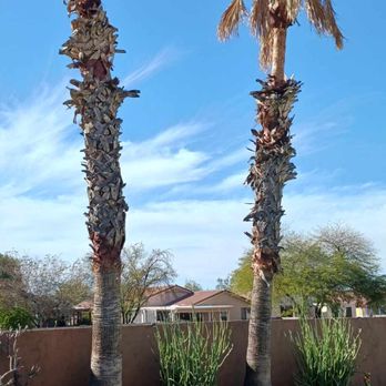 Sunset Valley Tree Service - 2 BY POOL NEEDIG FULL SHAVE AND TRIM - Tree Services Near Me