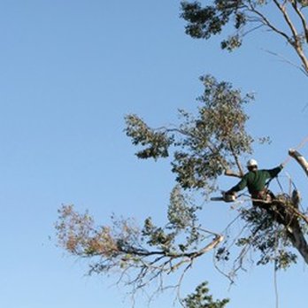 Beach Tree & Stump - Tree Services Near Me - Virginia Beach, Virginia Beach Tree & Stump - Tree Services Near Me - Virginia Beach, Virginia
