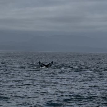 Puget Sound Express - Whale Watching Tours Near Me - Edmonds, Washington Puget Sound Express - Whale Watching Tours Near Me - Edmonds, Washington