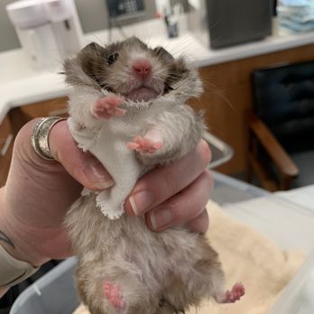 VEG ER for Pets - Emergency Pet Hospital Near Me - Greenville, South Carolina VEG ER for Pets - Emergency Pet Hospital Near Me - Greenville, South Carolina
