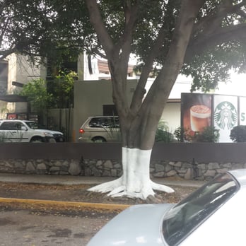 Starbucks - El café se ubica muy cerca de la glorieta de la Minerva. - Coffee & Tea Near Me - Guadalajara, JAL Starbucks - El café se ubica muy cerca de la glorieta de la Minerva. - Coffee & Tea Near Me - Guadalajara, JAL