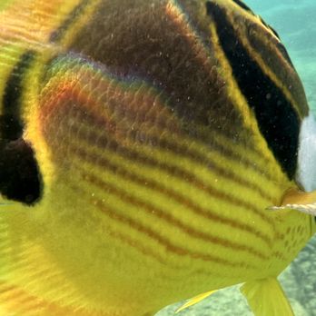 Boss Frog's - Snorkeling photos - Tours Near Me - Koloa, Hawaii