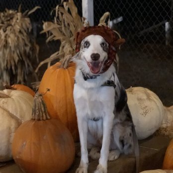 Queens Pumpkin Patch - Pumpkin Patches Near Me - Saratoga, California