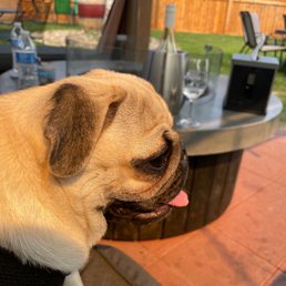 Peanut the pug just enjoying a nice glass of Reserve Viognier. Peanut the pug just enjoying a nice glass of Reserve Viognier.