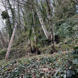 Archon Tree Services