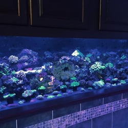 Huge selection of top notch corals!