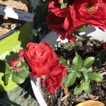 Louie's Nursery - Flowering quince - Nurseries & Gardening Near Me - Riverside, California Louie's Nursery - Flowering quince - Nurseries & Gardening Near Me - Riverside, California