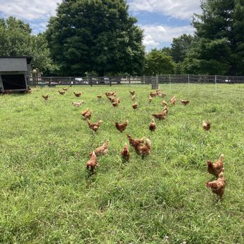 Silver Key Ranch - 75 Pasture laying hens browsing for tasty treats (bugs) - Farms Near Me - Catlett, Virginia