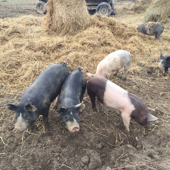 Long Stone Farm - Ranches Near Me - Lovettsville, Virginia Long Stone Farm - Ranches Near Me - Lovettsville, Virginia