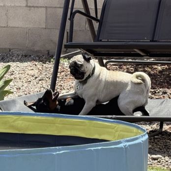 Precious Pet Care - Playtime! - Pet Sitting Near Me - San Diego, California