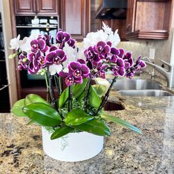 Melissa Orchid - Two different kinds of orchids, you pick your own container.