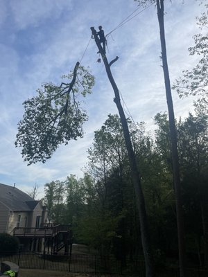 Tree Removal - Tree trimming and removal, give me a call! Tree Removal - Tree trimming and removal, give me a call!