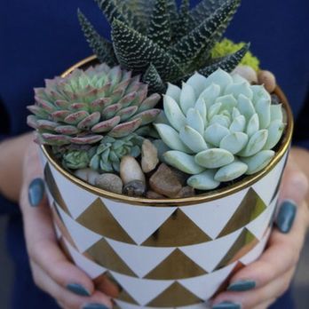 Desert Rose Succulents - The arrangement i ordered from the company website, NOT what was delivered by a different company altogether. - Florists Near Me Desert Rose Succulents - The arrangement i ordered from the company website, NOT what was delivered by a different company altogether. - Florists Near Me