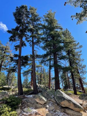 D. L. Bliss State Park by null