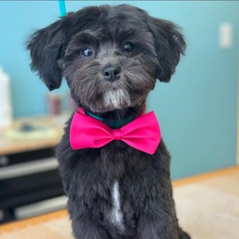 Grooming by Design - Pet Groomers Near Me - Adrian, Michigan Grooming by Design - Pet Groomers Near Me - Adrian, Michigan