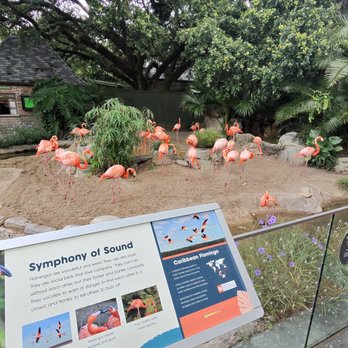 Audubon Zoo - Flamingos - Aquariums Near Me - New Orleans, Louisiana Audubon Zoo - Flamingos - Aquariums Near Me - New Orleans, Louisiana