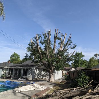 Pineda's Tree Care - After trimming, with tons of firewood as a bonus! - Tree Services Near Me Pineda's Tree Care - After trimming, with tons of firewood as a bonus! - Tree Services Near Me